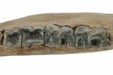 Fossil Woolly Rhino (Coelodonta) Mandible - Siberia #235431-2